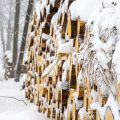 Seasonal Feng Shui Cures: Adapting Your Home Throughout the Year