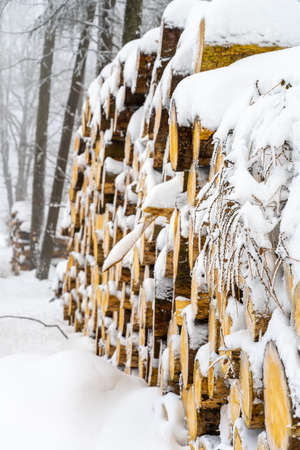 Seasonal Feng Shui Cures: Adapting Your Home Throughout the Year