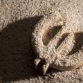 A Deep Dive into the Origins and Evolution of Heavenly Stems and Earthly Branches in Bazi