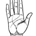 Finger Proportions and Personality: The Psychology Behind Long and Short Fingers