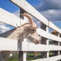 Goat Zodiac Sign: Kindness, Artistic Talent, and the Modern American Mindset