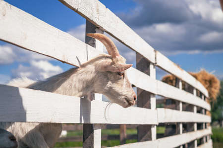 Goat Zodiac Sign: Kindness, Artistic Talent, and the Modern American Mindset