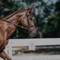 Athletes Born Under the Year of the Horse: Triumphs Explained